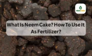 What Is Neem Cake How To Use It As Fertilizer